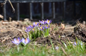 spring is finally coming to our garden